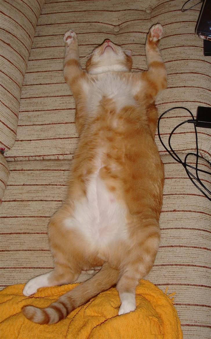 Huskat Emil billede 2