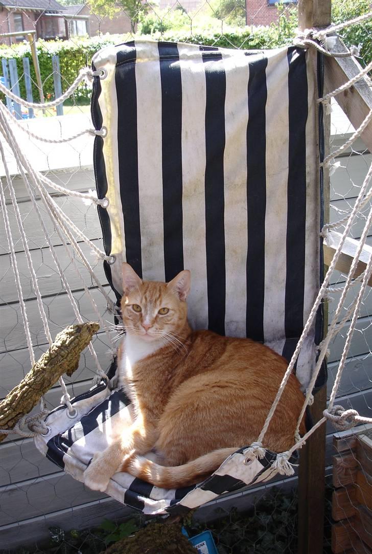 Huskat Emil billede 3