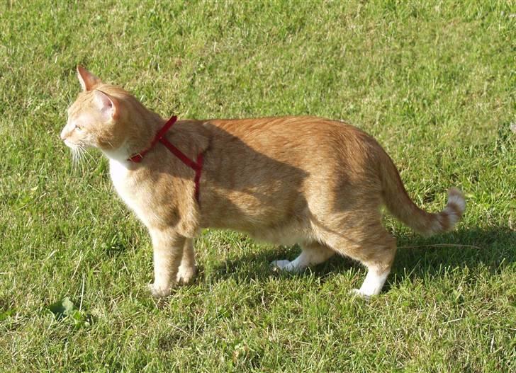 Huskat Emil billede 4