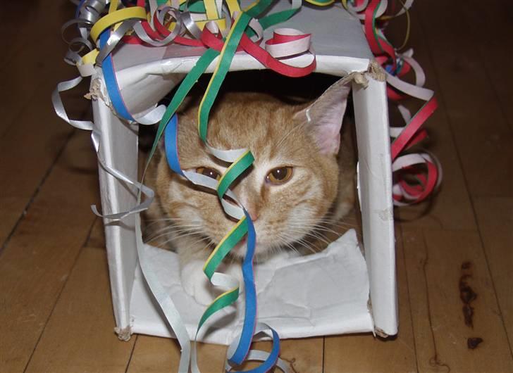 Huskat Emil billede 5