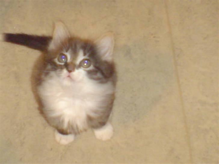 Blanding af racer Frk. Olsen - Er er jeg Ca 4 uger og bor endnu hos mor  billede 18