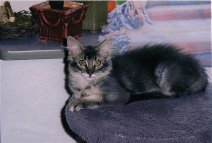 Norsk Skovkat Effi R.I.P  billede 19