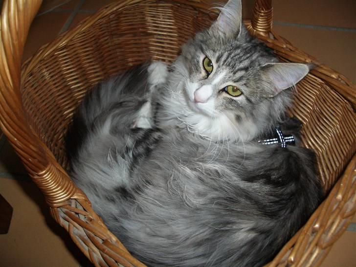 Norsk Skovkat Alya - Alya, 6 mdr. billede 10