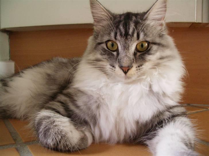 Norsk Skovkat Gineah - Gineah, 6 mdr. billede 9