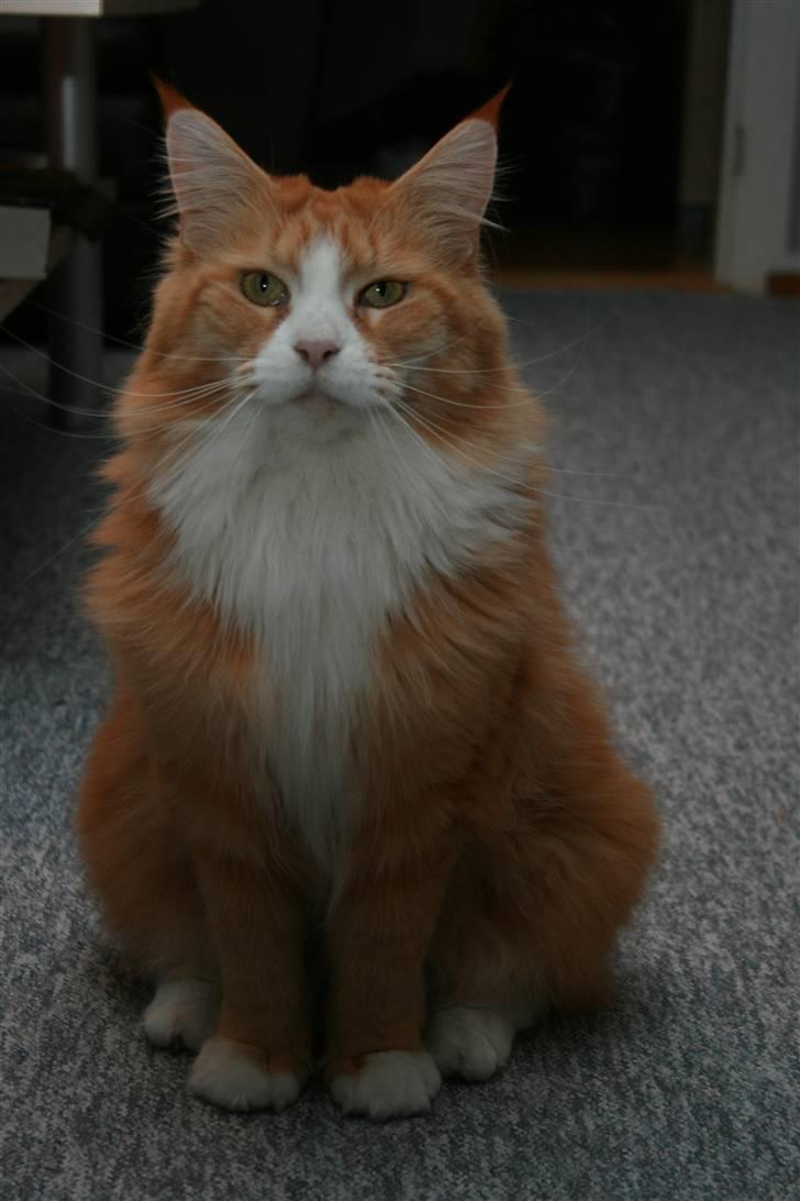 Maine Coon Gugger Red Iowa - jaa det er Iowa... Hun er en model billede 2