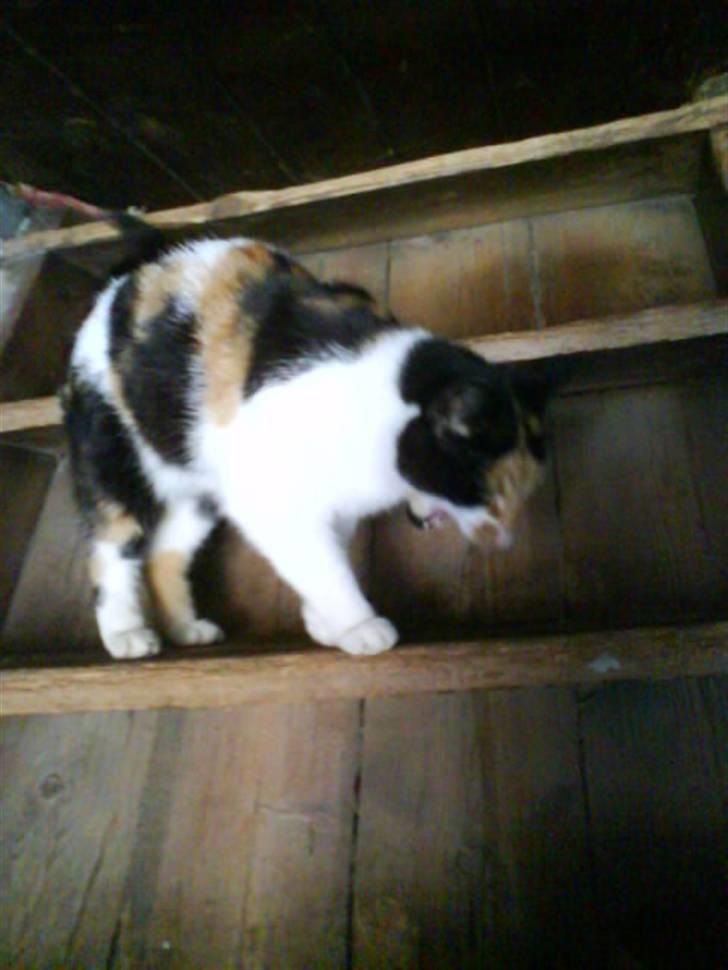 Blanding af racer nille <"33 R.I.P billede 10