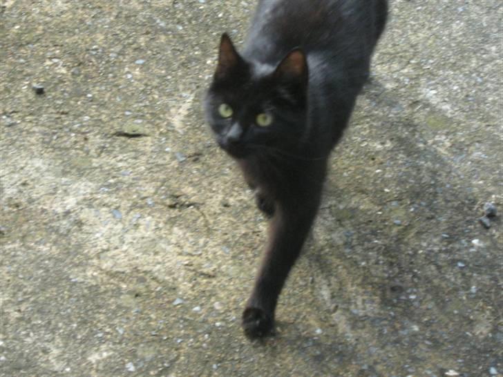 Blanding af racer silke - eye of a tiger :P billede 1