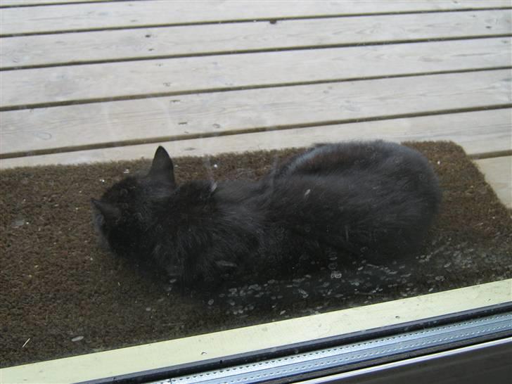 Blanding af racer silke - snork billede 3