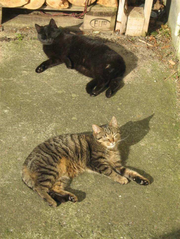 Blanding af racer silke - ned til mine killinger billede 4