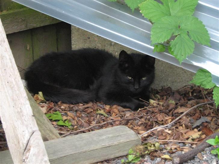 Blanding af racer silke - uhh der kommer en regnvejrs sky. må hellere gå i ly :P billede 5