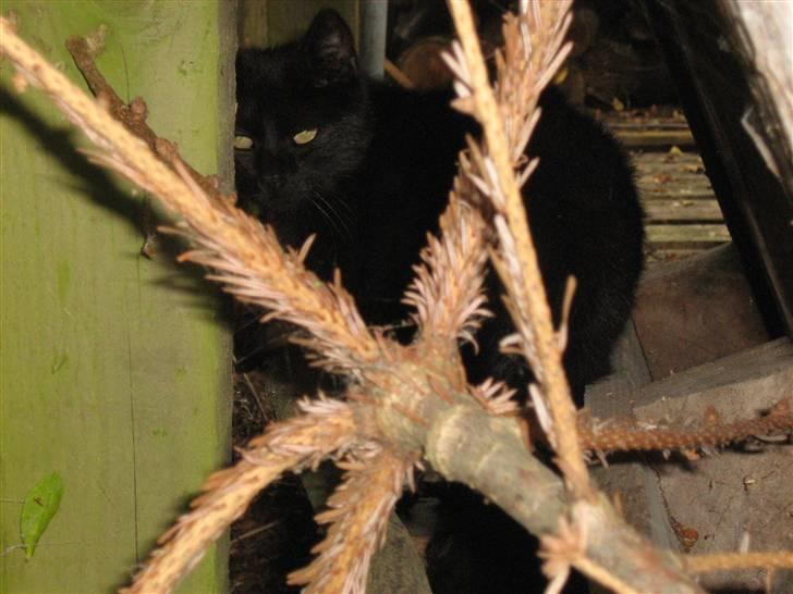 Blanding af racer silke - du kan ike finder mig :P billede 6