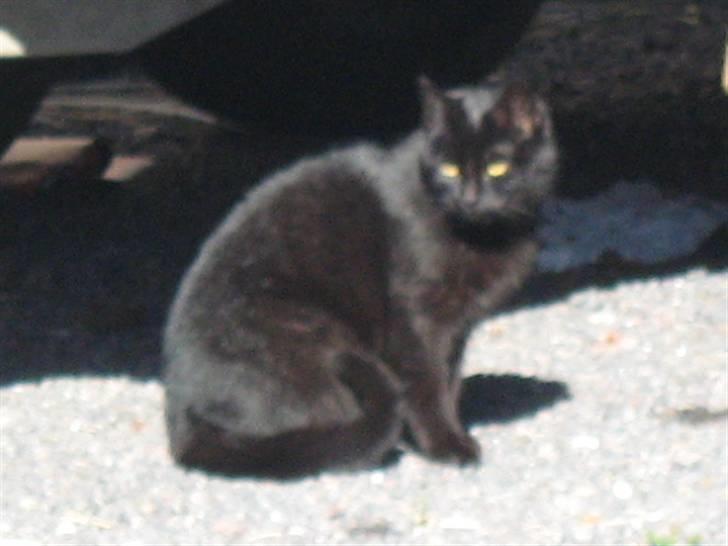 Blanding af racer silke - hej med dig billede 8