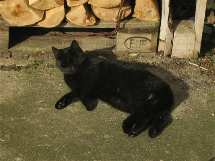 Blanding af racer silke - nåh der var du. billede 9