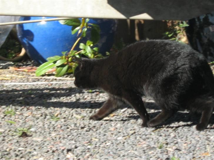 Blanding af racer silke - bliv hvor du er. billede 10