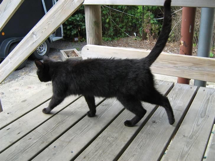 Blanding af racer silke - hej hej.  billede 11