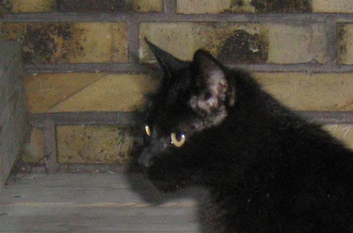 Blanding af racer silke billede 13