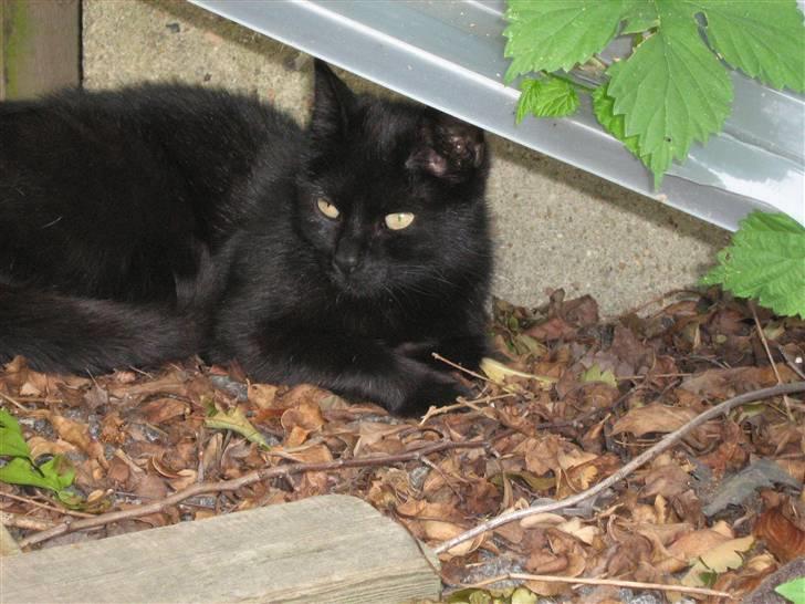 Blanding af racer silke billede 15