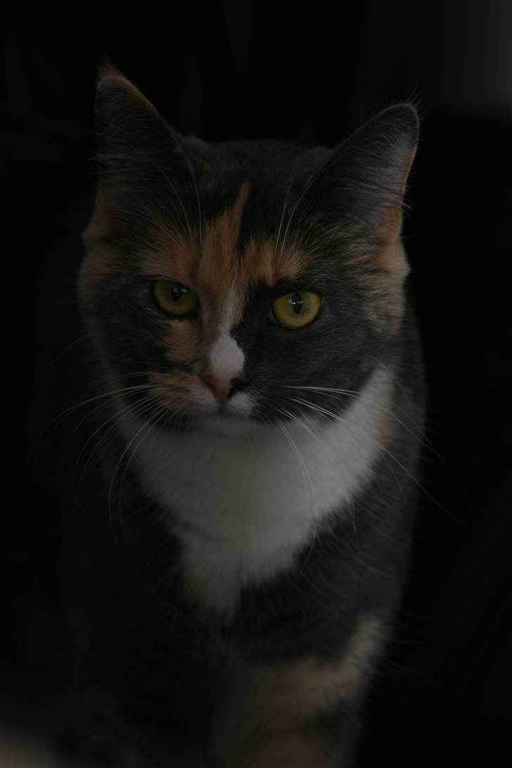 Huskat Maggie - Nu kommer jeg ud af mørket.. billede 1