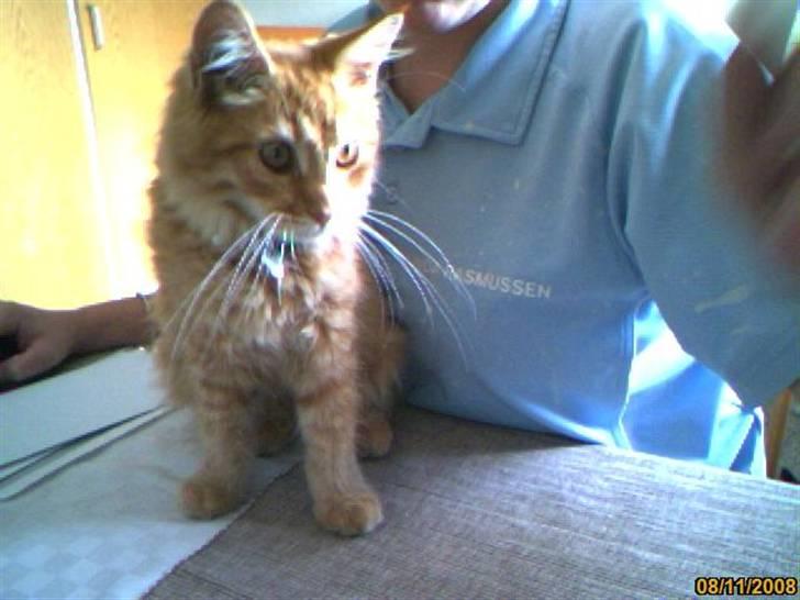 Maine Coon Lily - Nu med killinge - Min model vinkel ! billede 1