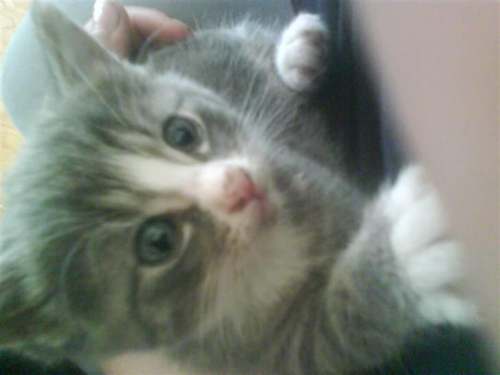 Huskat bølle  rip d 2 maj 09 billede 7