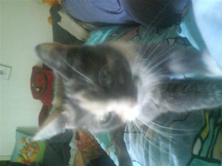 Huskat sanvet rip Mette :( billede 14