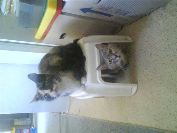 Huskat sanvet rip Mette :( billede 15