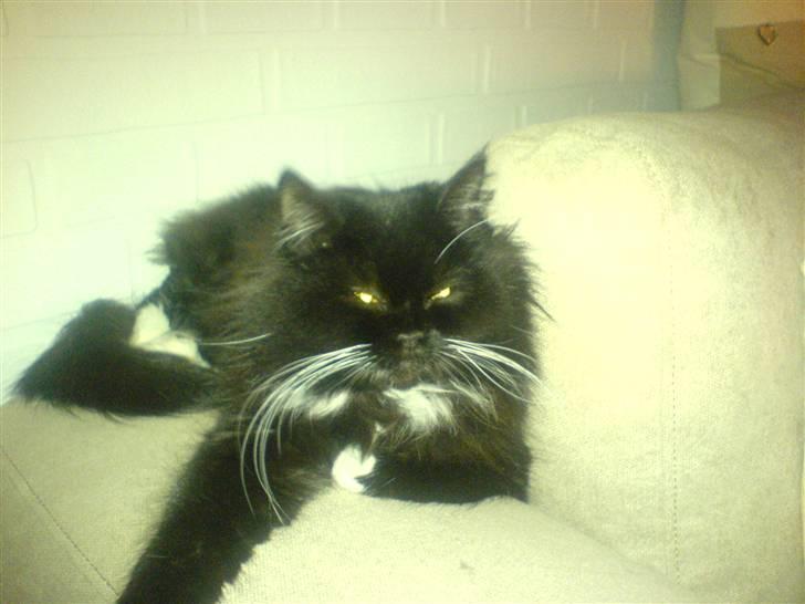 Perser Luna, hvorend du er billede 1