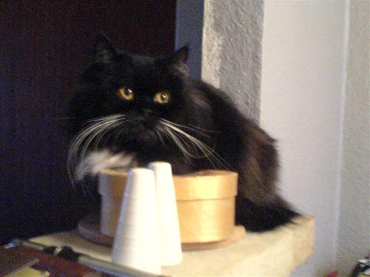 Perser Luna, hvorend du er billede 2