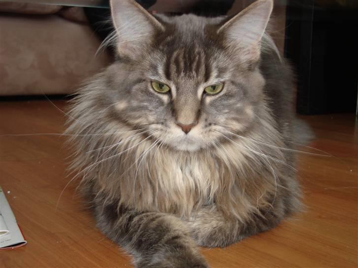 Maine Coon Mui billede 1