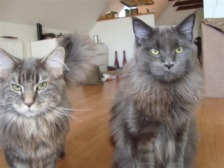 Maine Coon Mui - Min bror og jeg! billede 2