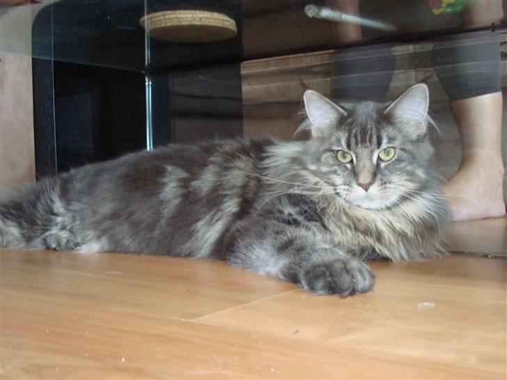 Maine Coon Mui billede 3