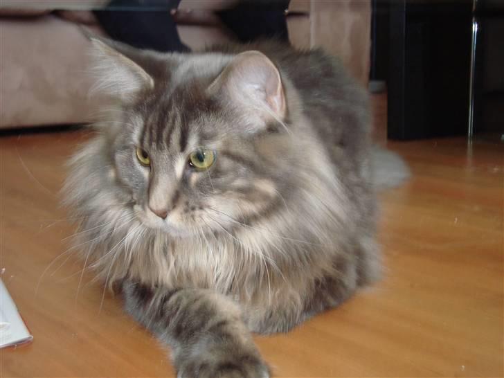 Maine Coon Mui billede 4
