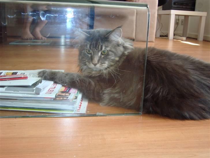 Maine Coon Mui billede 5