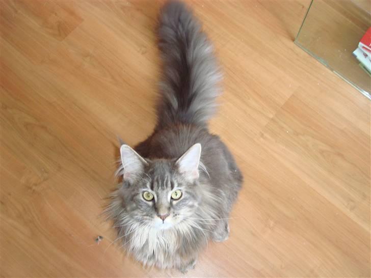 Maine Coon Mui billede 6