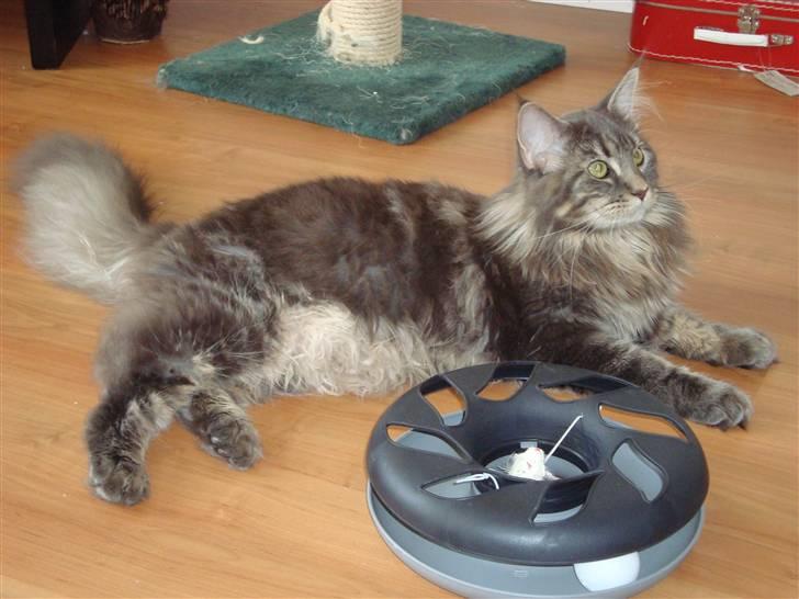 Maine Coon Mui billede 7