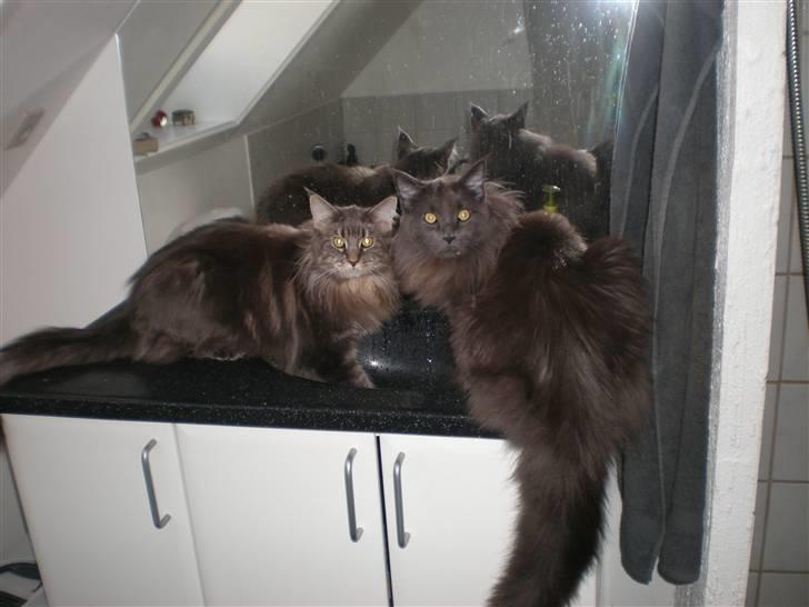 Maine Coon Mui billede 8