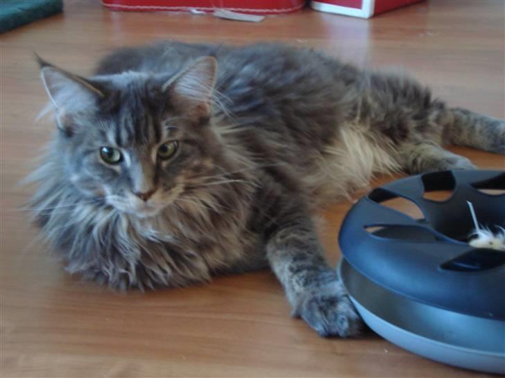 Maine Coon Mui billede 9