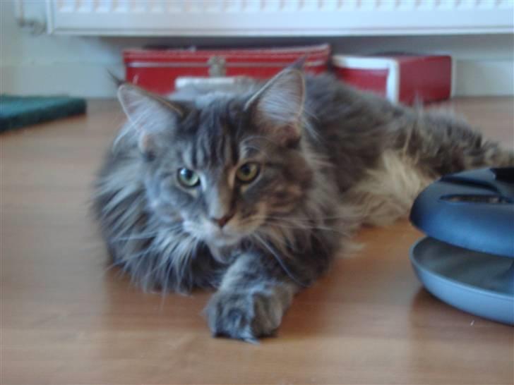 Maine Coon Mui billede 10