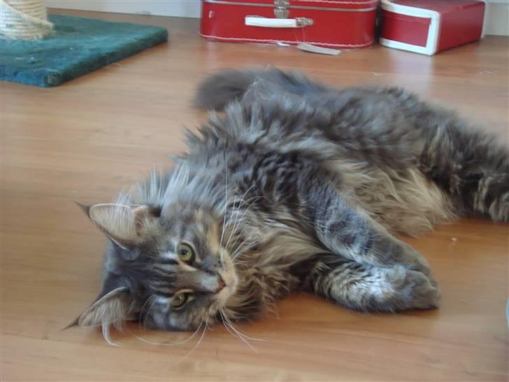 Maine Coon Mui billede 11