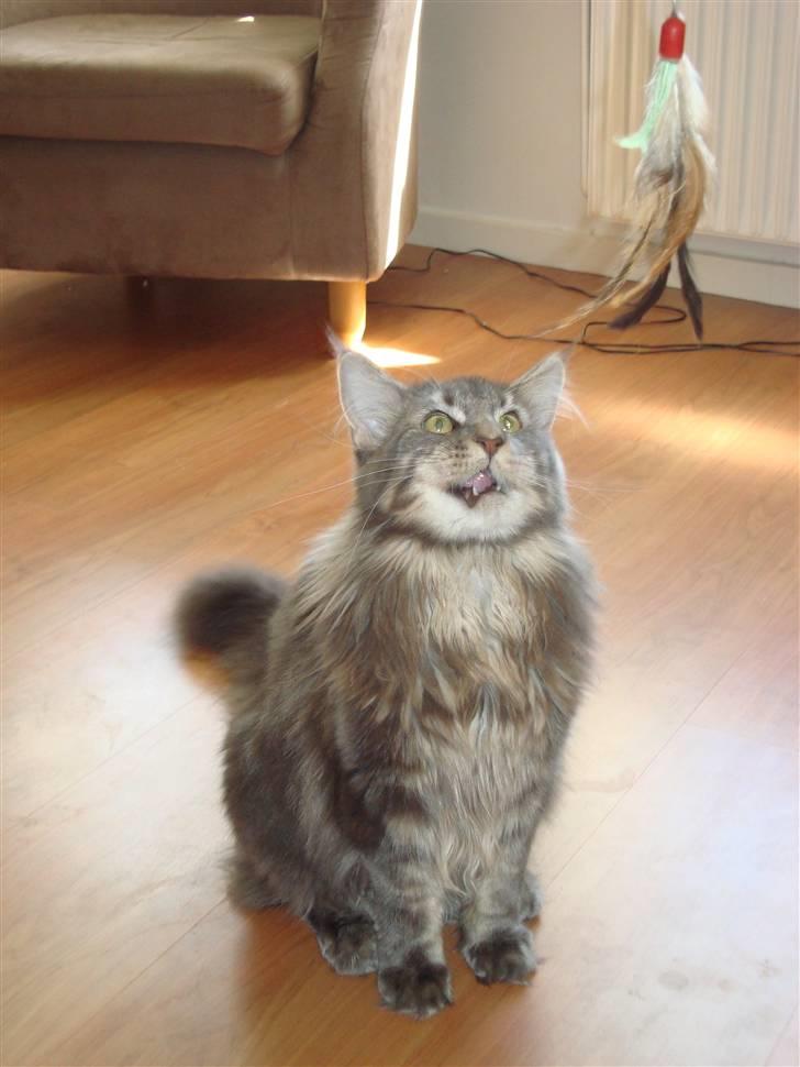 Maine Coon Mui billede 12