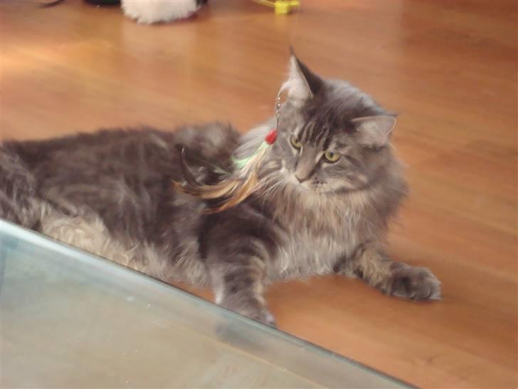 Maine Coon Mui billede 13