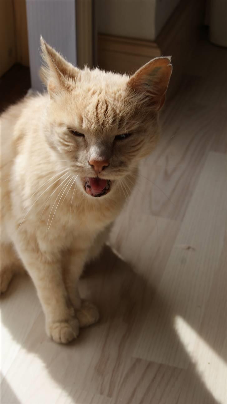 Blanding af racer Louie AFLIVET billede 6