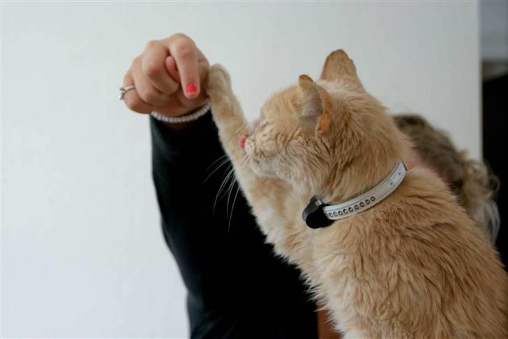 Blanding af racer Louie AFLIVET billede 7