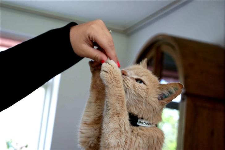 Blanding af racer Louie AFLIVET billede 8