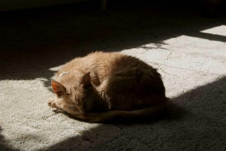 Blanding af racer Louie AFLIVET billede 9