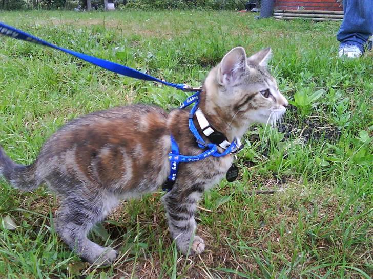 Blanding af racer Sommer *RIP* - så skulle jeg prøve at komme ud :D billede 1