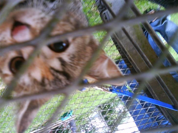 Blanding af racer Sommer *RIP* - hvem er det lii af os to der er bag hegnet? :P billede 2