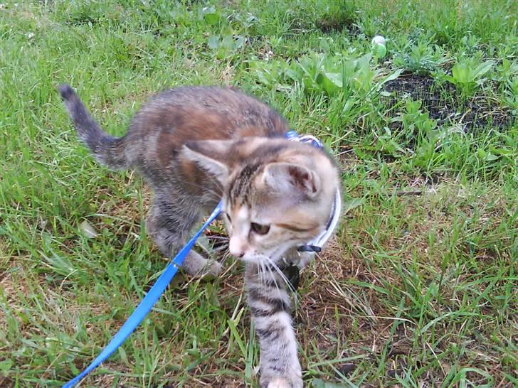 Blanding af racer Sommer *RIP* - du kan tro naturen er spændende.. her er masser af plads til mange eventurer! :) billede 3