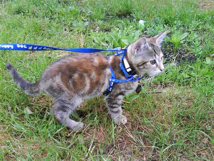 Blanding af racer Sommer *RIP* billede 4