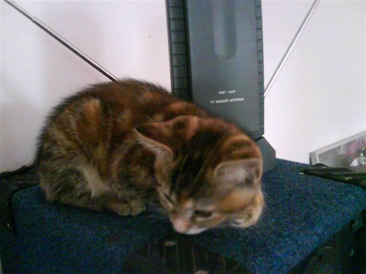 Blanding af racer Sommer *RIP* billede 5